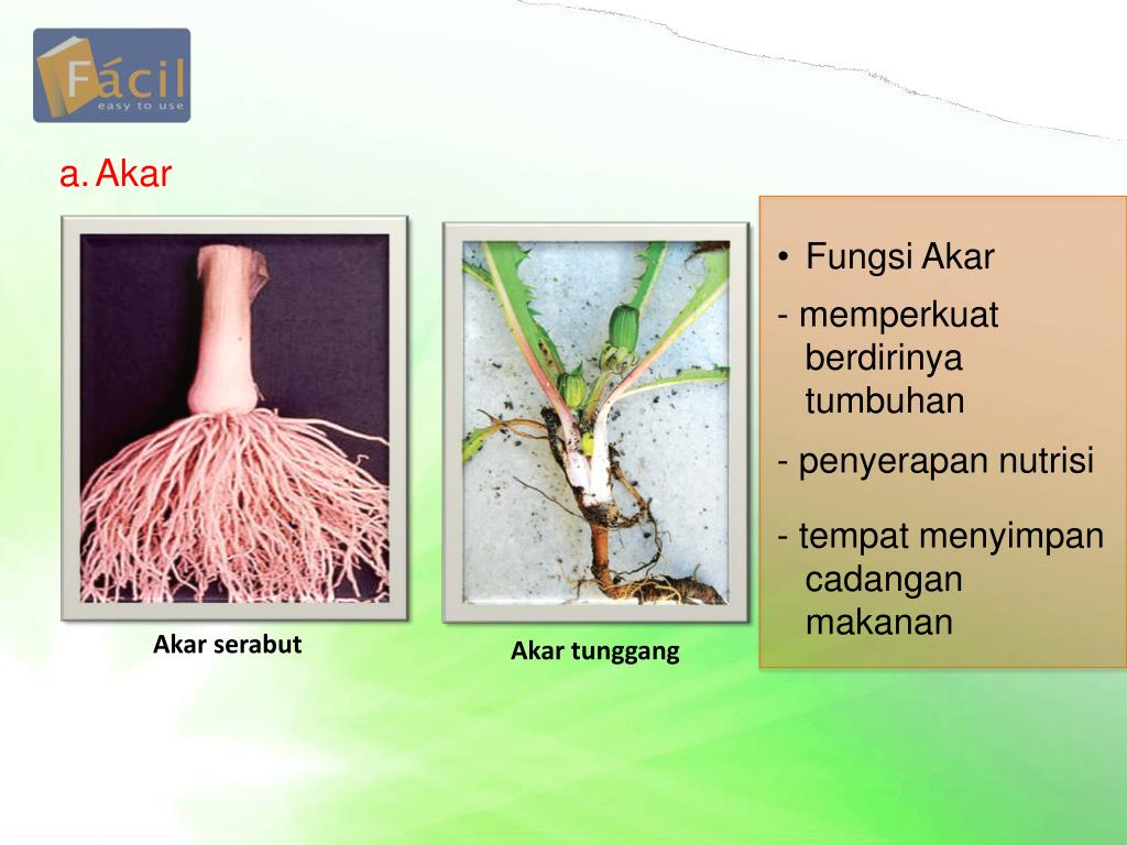 PPT Struktur dan Fungsi Tubuh Tumbuhan PowerPoint Presentation, free