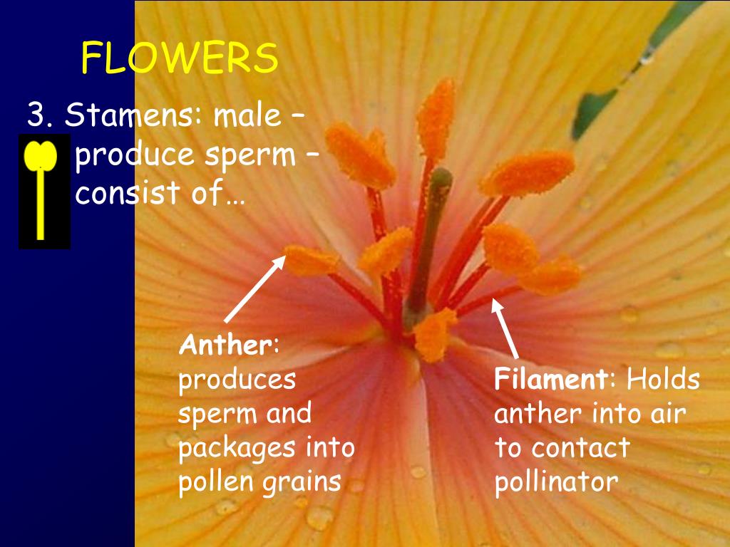 PPT PLANTS PowerPoint Presentation, free download ID5260239