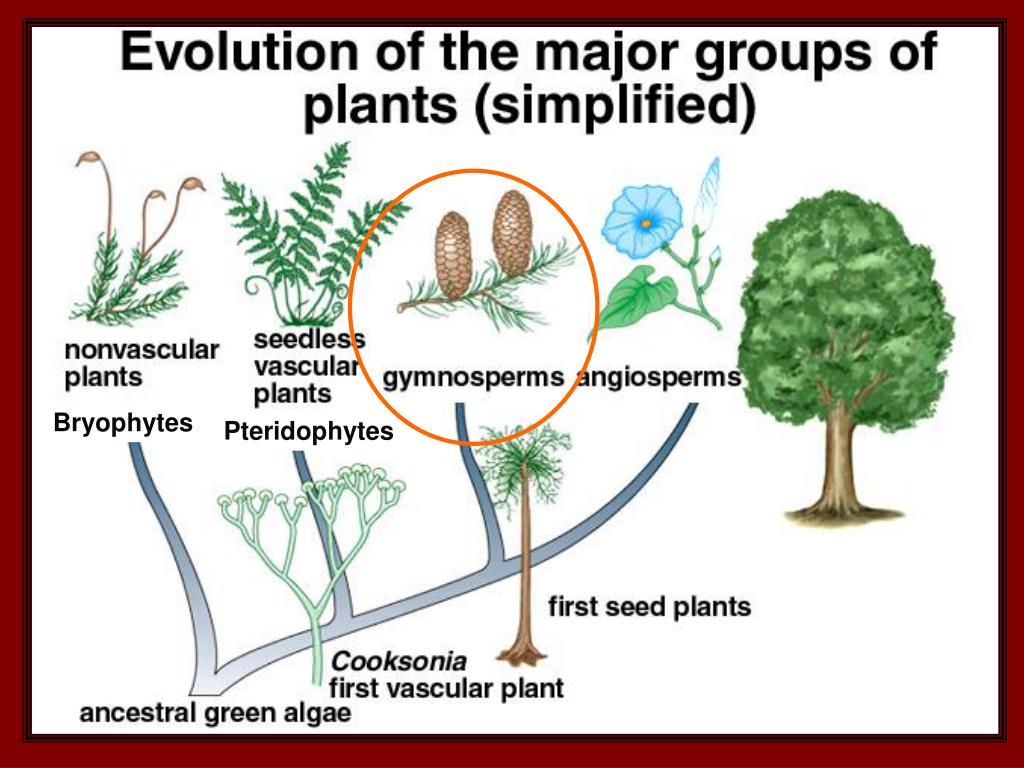 PPT Seedbearing Plants fall into two major categories PowerPoint