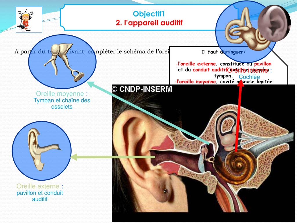 PPT Un risque spécifique Le bruit PowerPoint Presentation, free