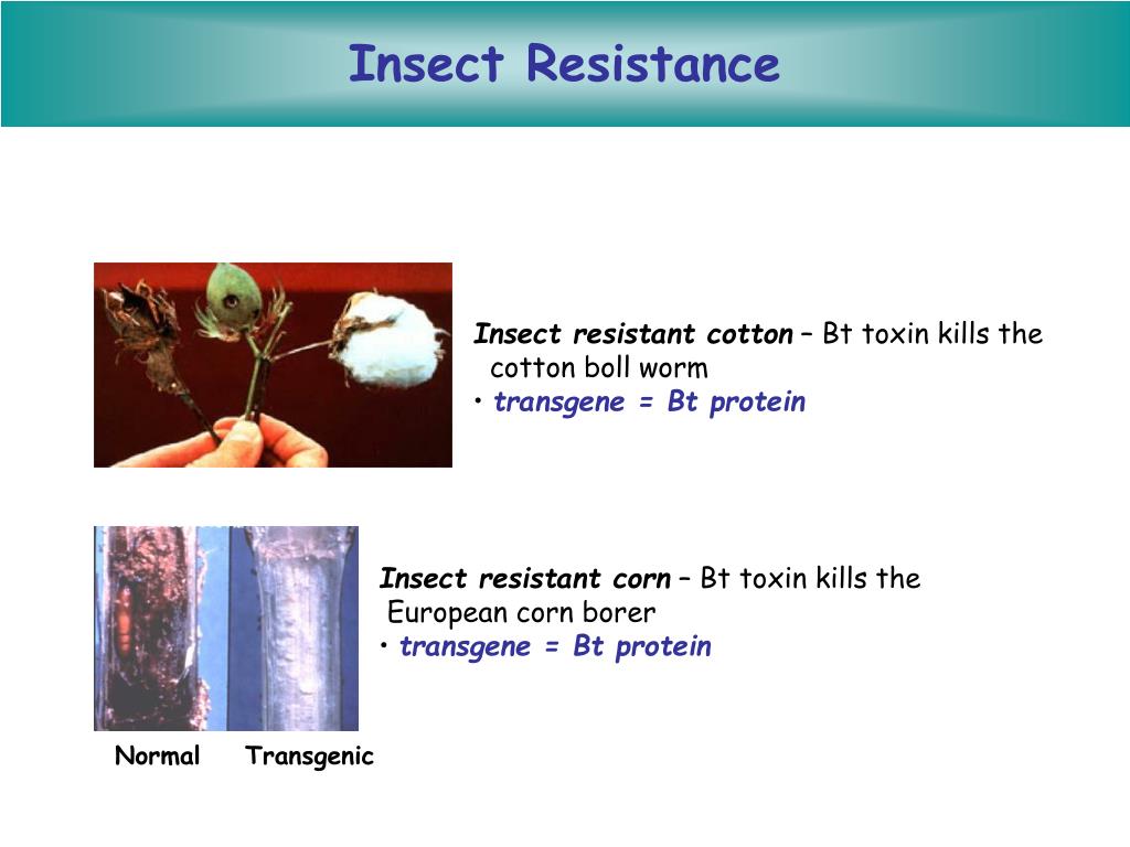 PPT Transgenic Plants PowerPoint Presentation, free