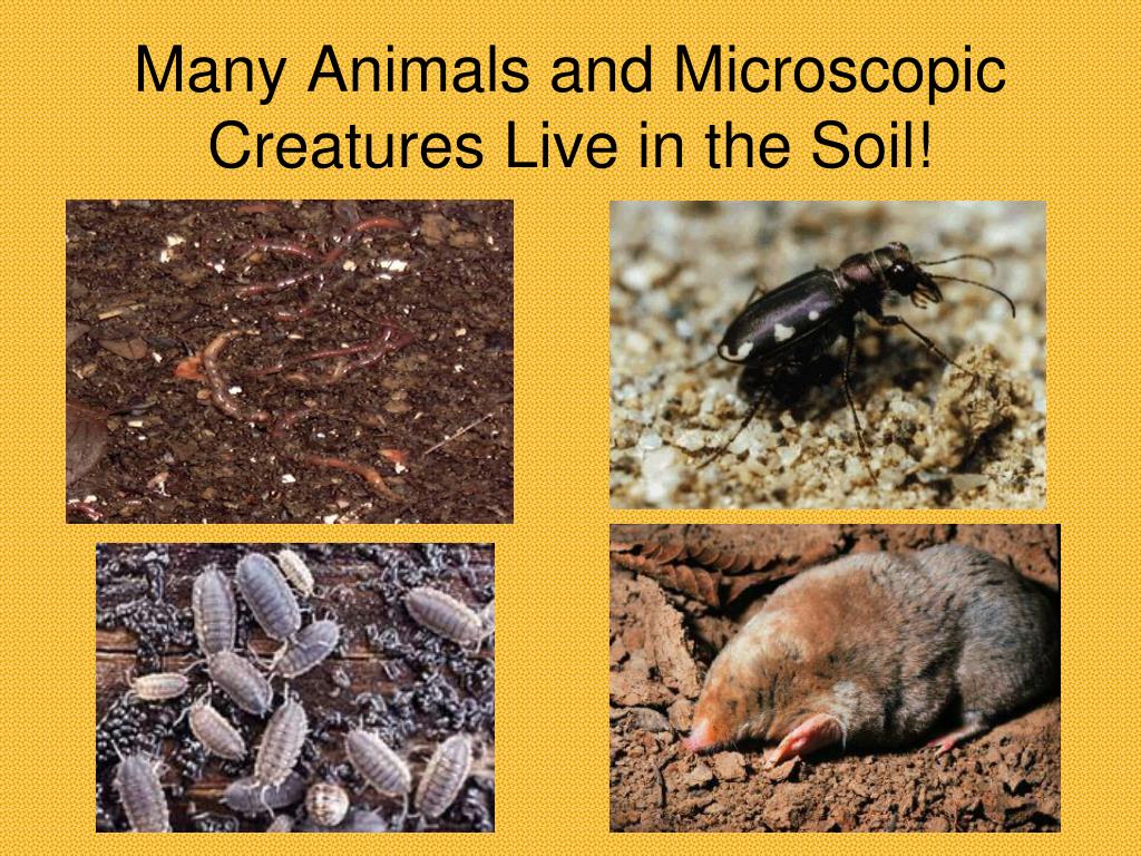 PPT Do We Really Need Soil? PowerPoint Presentation, free download ID5267442
