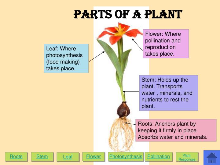 PPT Roots Anchors plant by keeping it firmly in place. Absorbs water