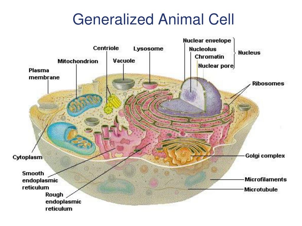 PPT CHAPTER 3 Cell Structure and Function PowerPoint