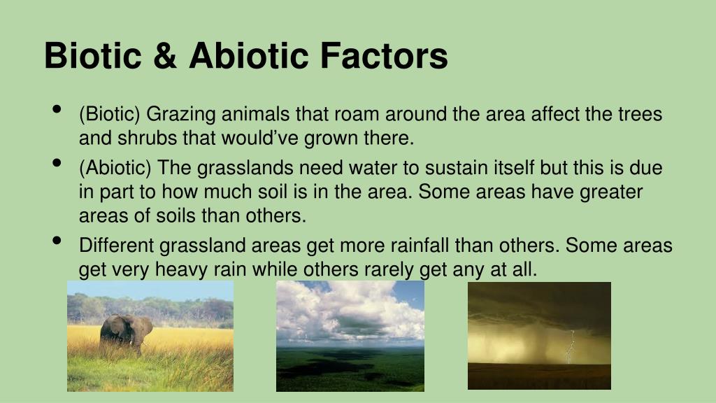 PPT Grasslands Chapter 8 PowerPoint Presentation, free download