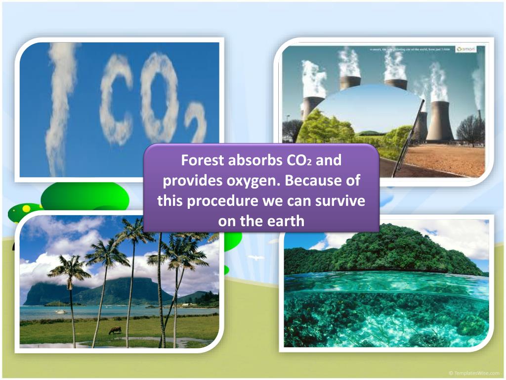 PPT Value of the forest PowerPoint Presentation, free download ID