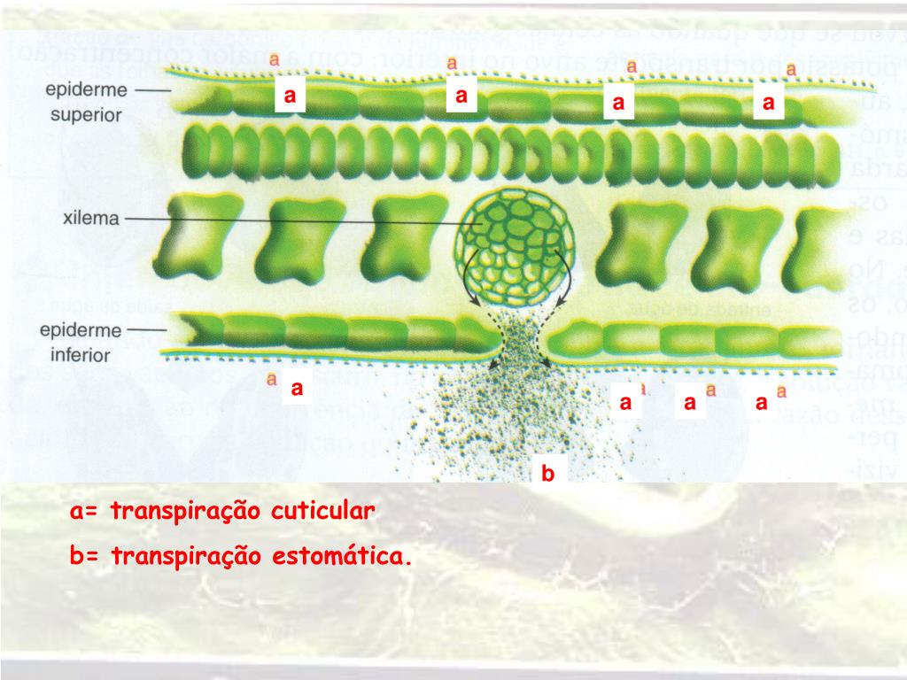 PPT FISIOLOGIA VEGETAL PowerPoint Presentation, free download ID