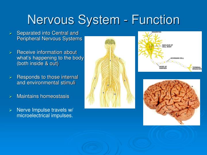 PPT The Nervous System PowerPoint Presentation ID5280700