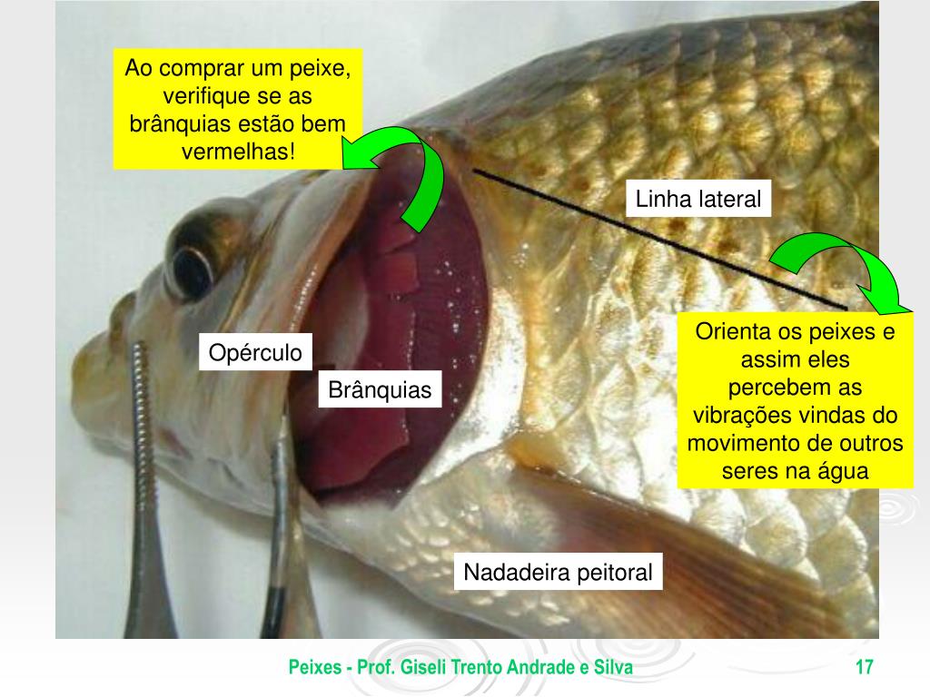 PPT Peixes PowerPoint Presentation, free download ID5281312