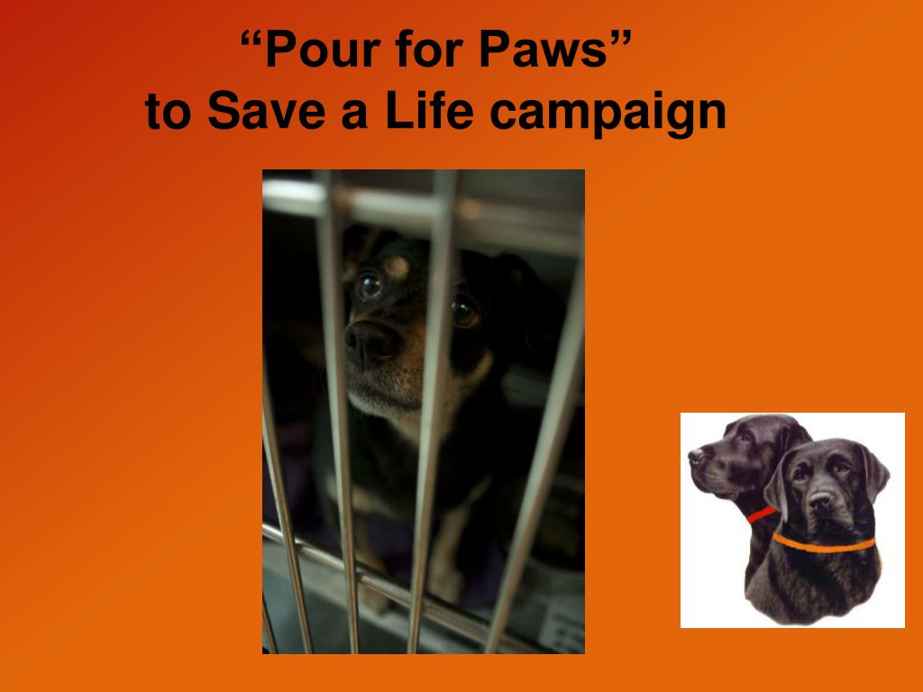 PPT “Pour for Paws” to Save a Life campaign PowerPoint Presentation ID5283946