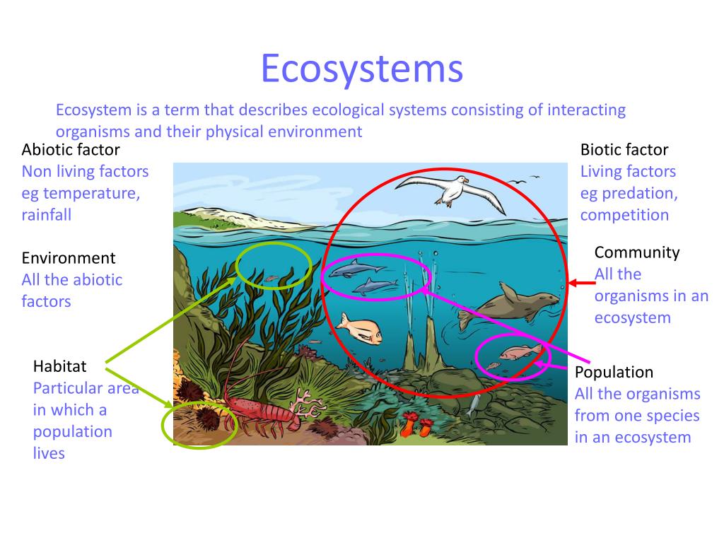 PPT Biology 2B Ecology PowerPoint Presentation, free download ID