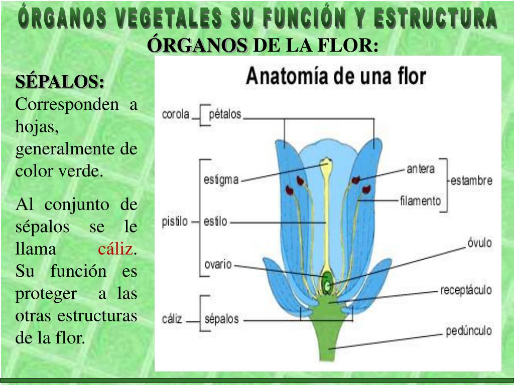 Funcion De La Antera En La Flor Compartir Flores