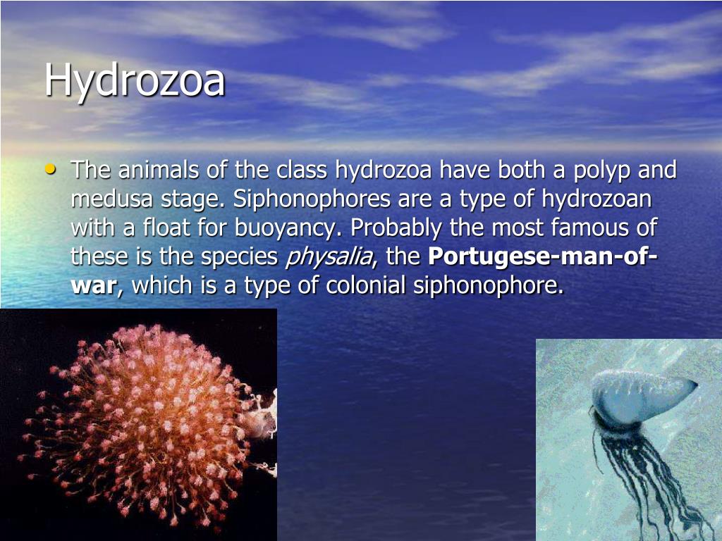 PPT Cnidarians PowerPoint Presentation, free download ID5290633