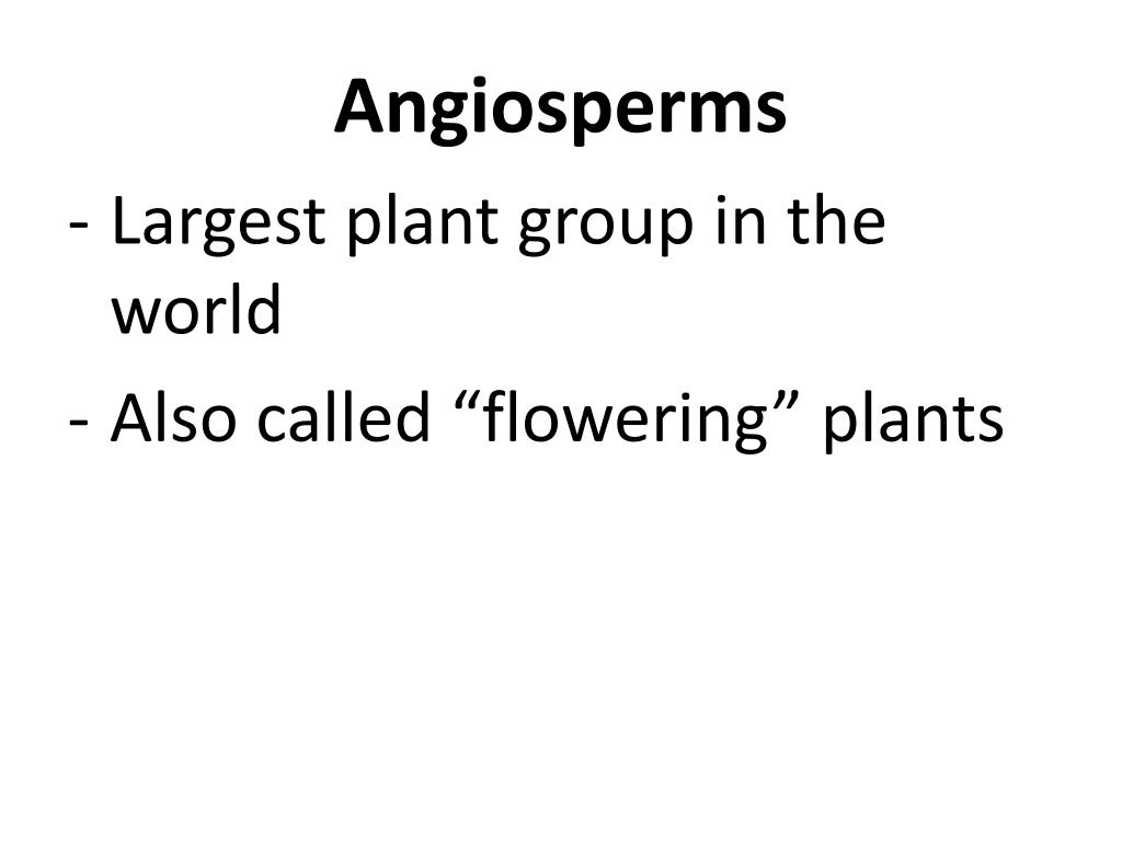 PPT Kingdom Plantae Seed Plants PowerPoint Presentation, free