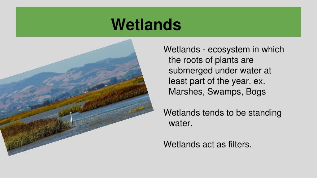 PPT Chapter 10 Freshwater Biomes PowerPoint Presentation, free