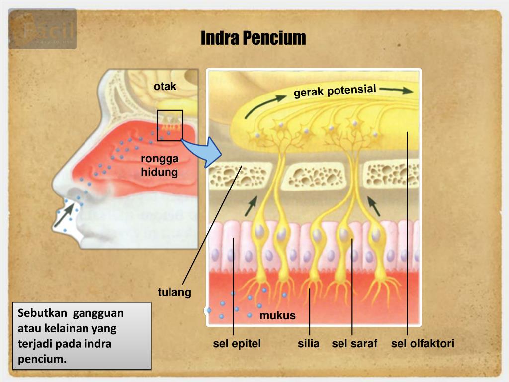 PPT Sistem Indra PowerPoint Presentation, free download