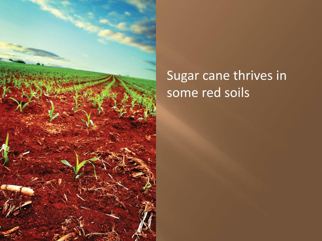 PPT Soil PowerPoint Presentation, free download ID5300186