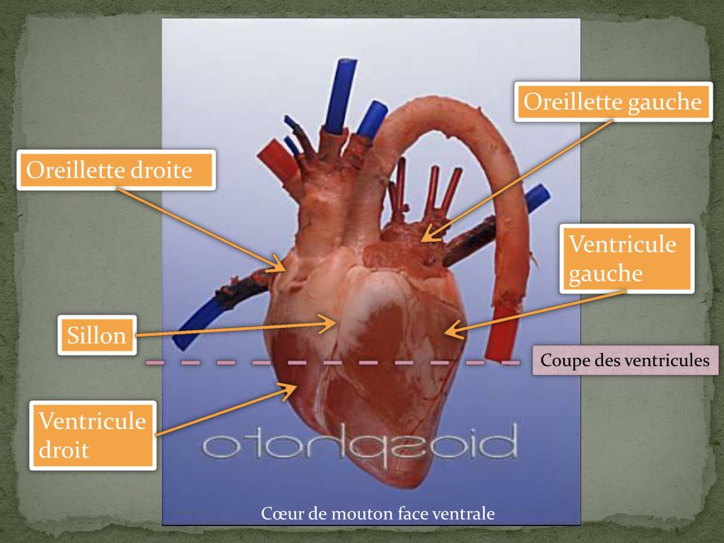 PPT La circulation sanguine séance 3 PowerPoint Presentation, free