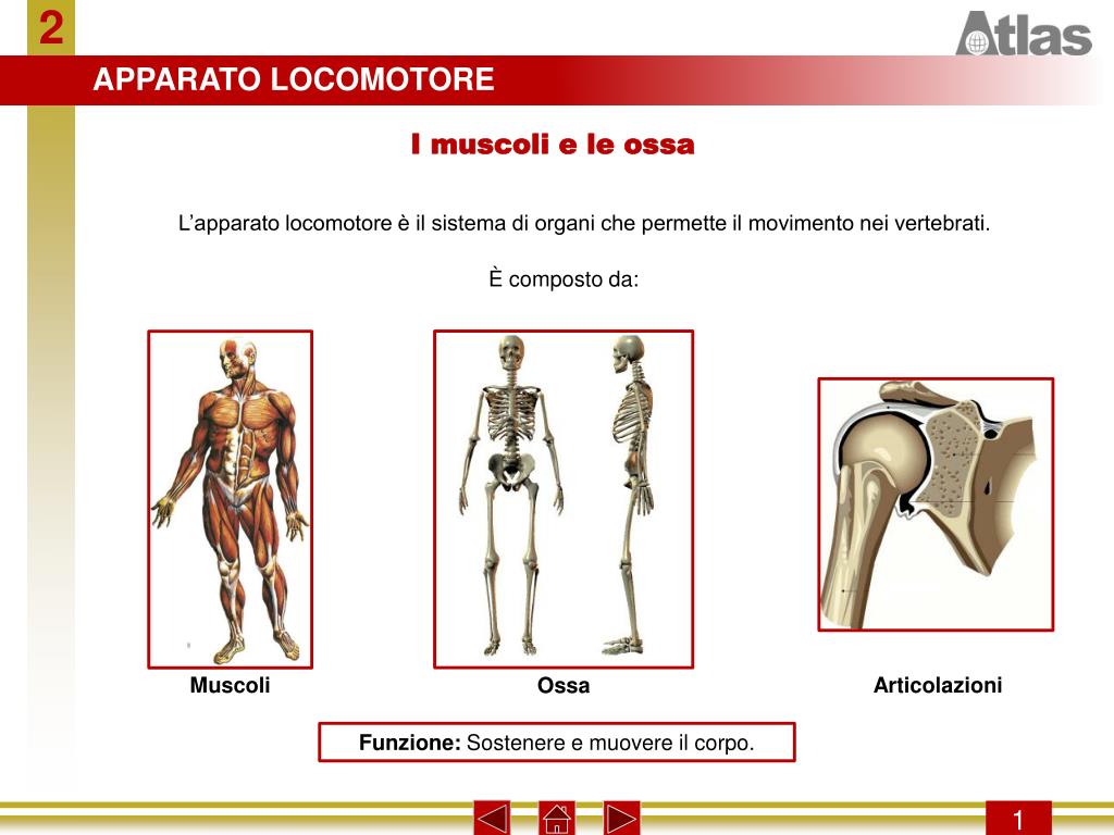 PPT APPARATO PowerPoint Presentation, free download ID