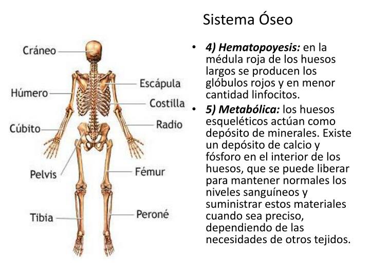 PPT Sistema Ã“seo PowerPoint Presentation ID5302941