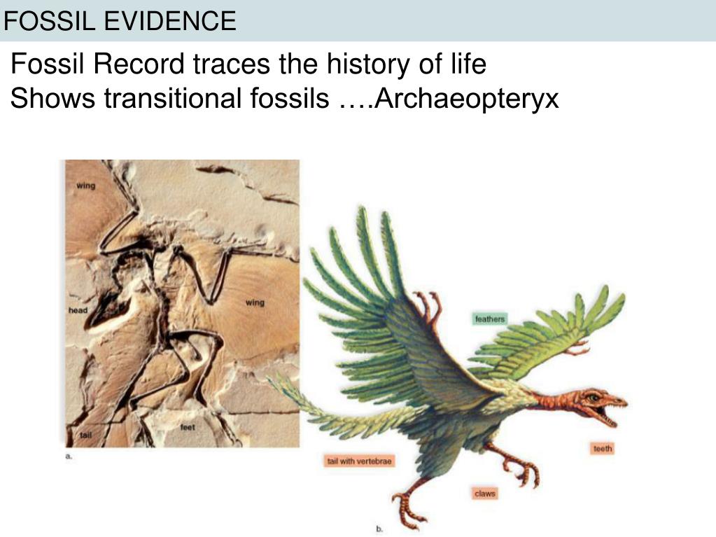 PPT Evidence of Evolution PowerPoint Presentation, free download ID5308889