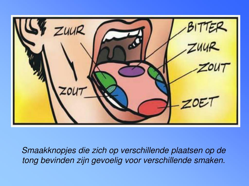 PPT De neus en de tong PowerPoint Presentation, free download ID