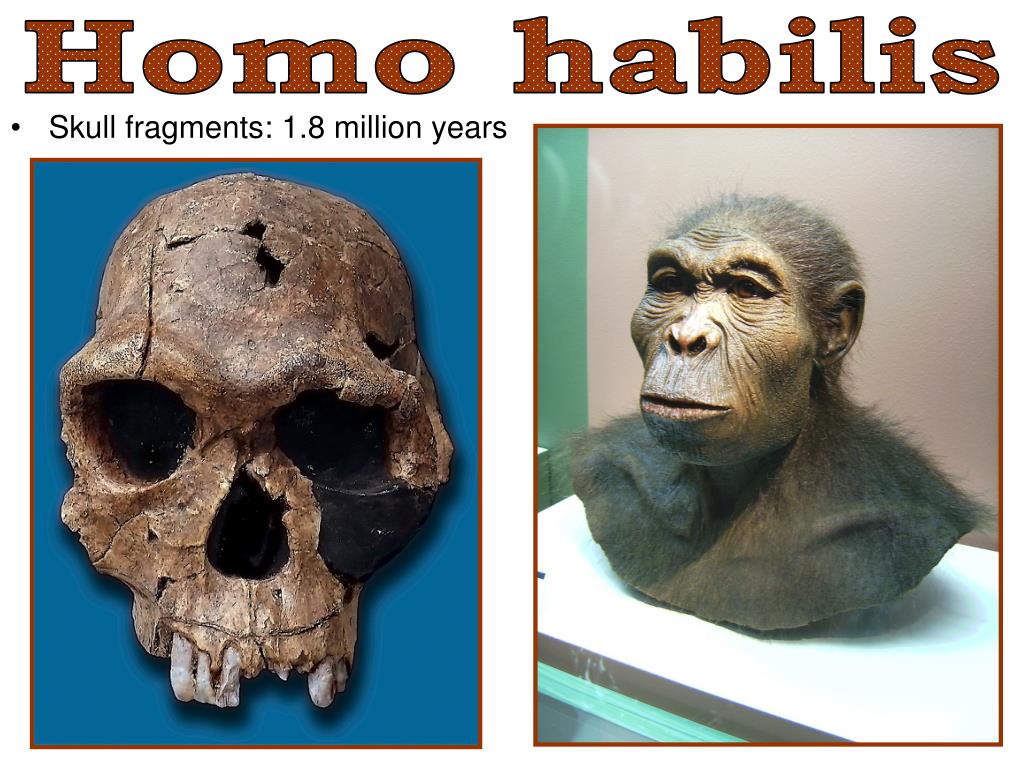 PPT CONSIDERING EARLY MAN PowerPoint Presentation, free download ID