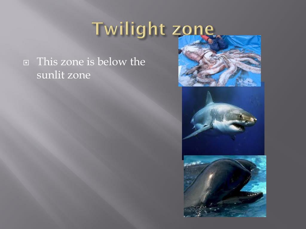 PPT Zones of the ocean PowerPoint Presentation, free download ID