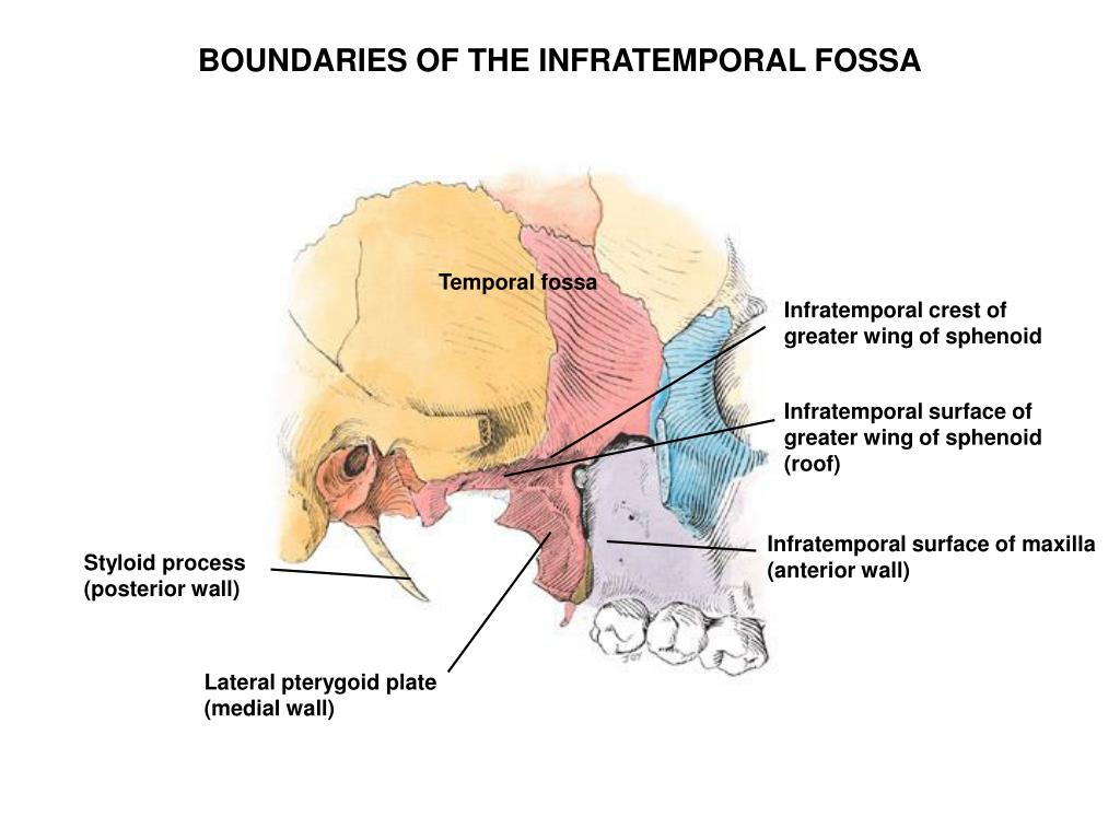 PPT DENTAL GROSS ANATOMY CASE 3 INFRATEMPORAL FOSSA & PowerPoint