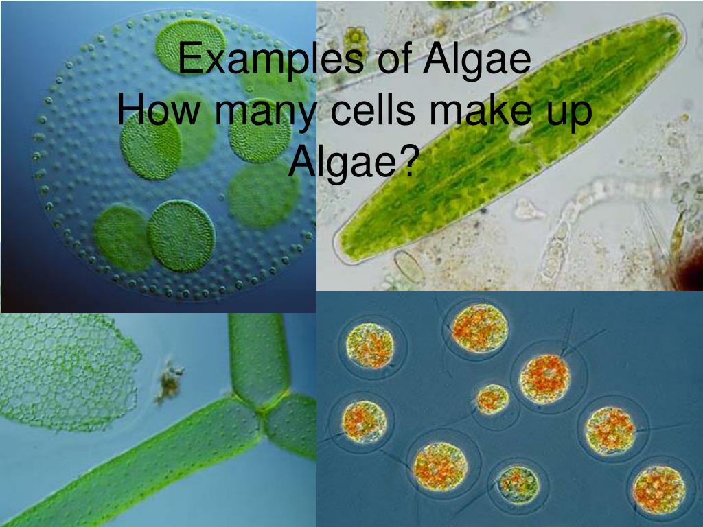 PPT Algae vs. Plants PowerPoint Presentation, free download ID5323883