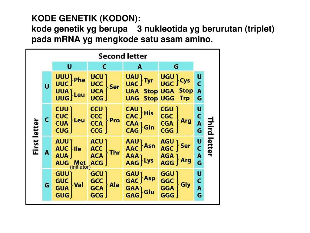 PPT DNA Sbg Bahan PowerPoint Presentation, free