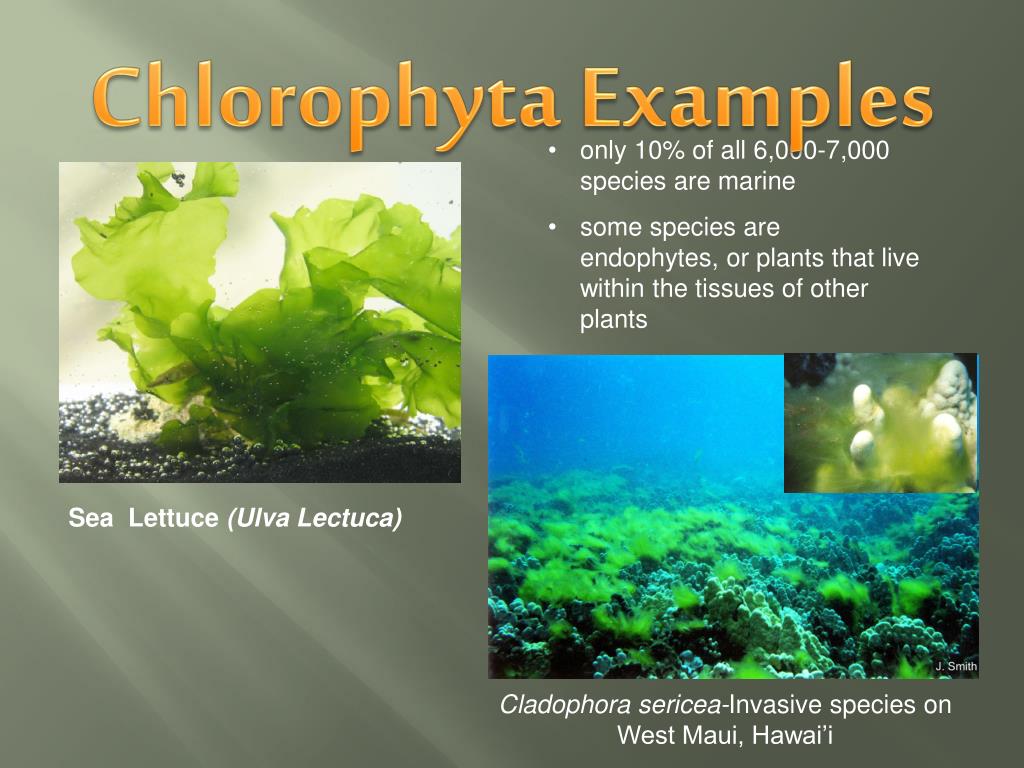 PPT Marine Algae PowerPoint Presentation, free download ID5324846