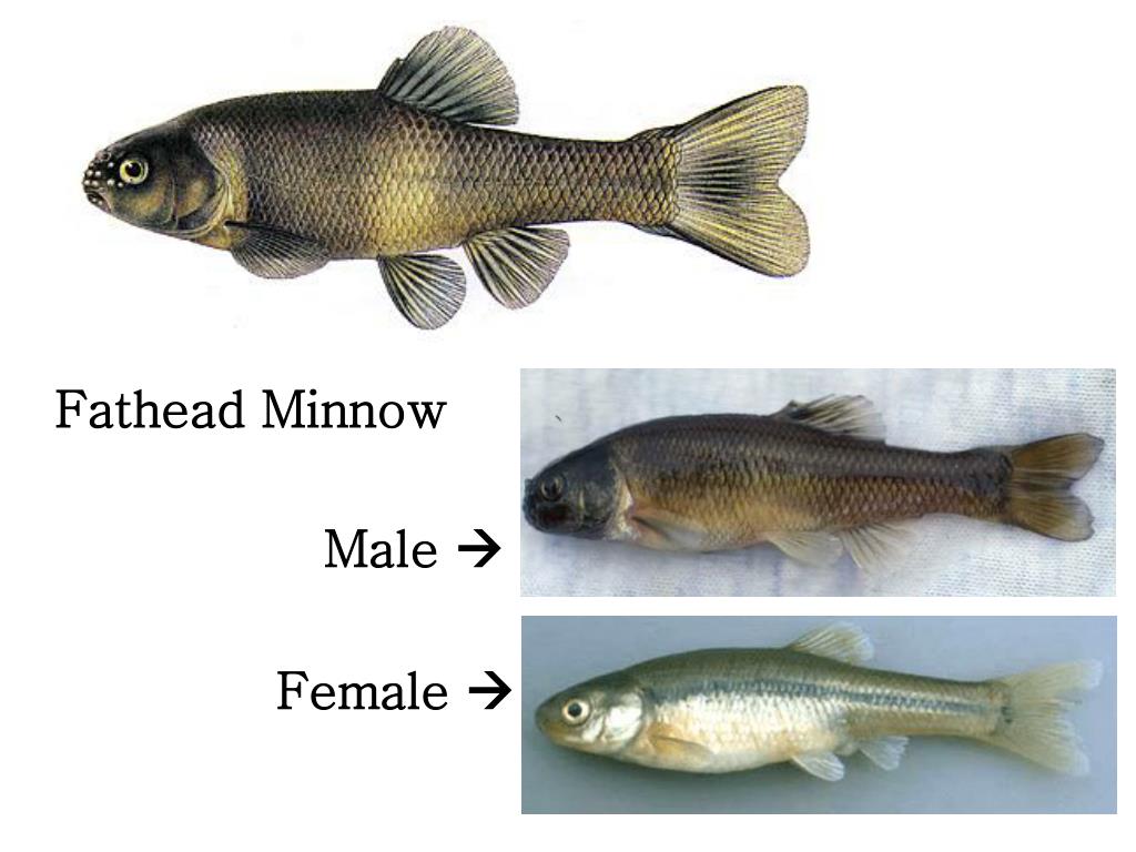 PPT Fish PowerPoint Presentation, free download ID5325138