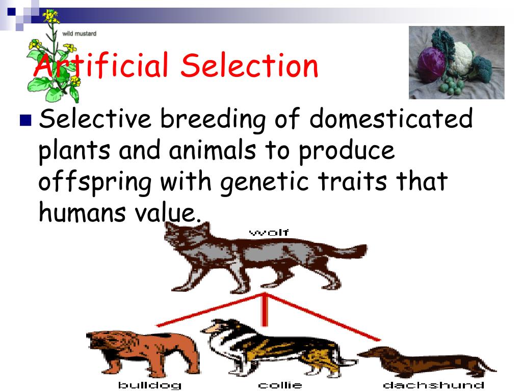 PPT Evolution of Populations PowerPoint Presentation, free download