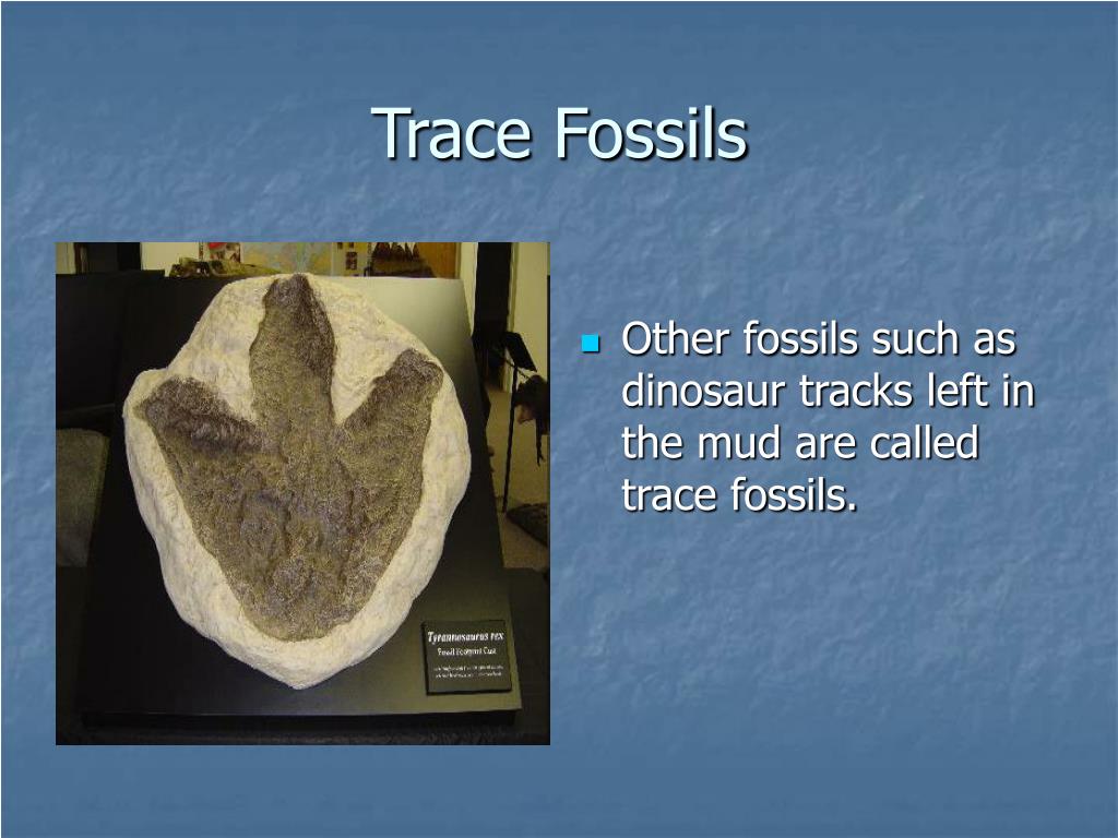 PPT What are fossils? PowerPoint Presentation, free download ID5326922