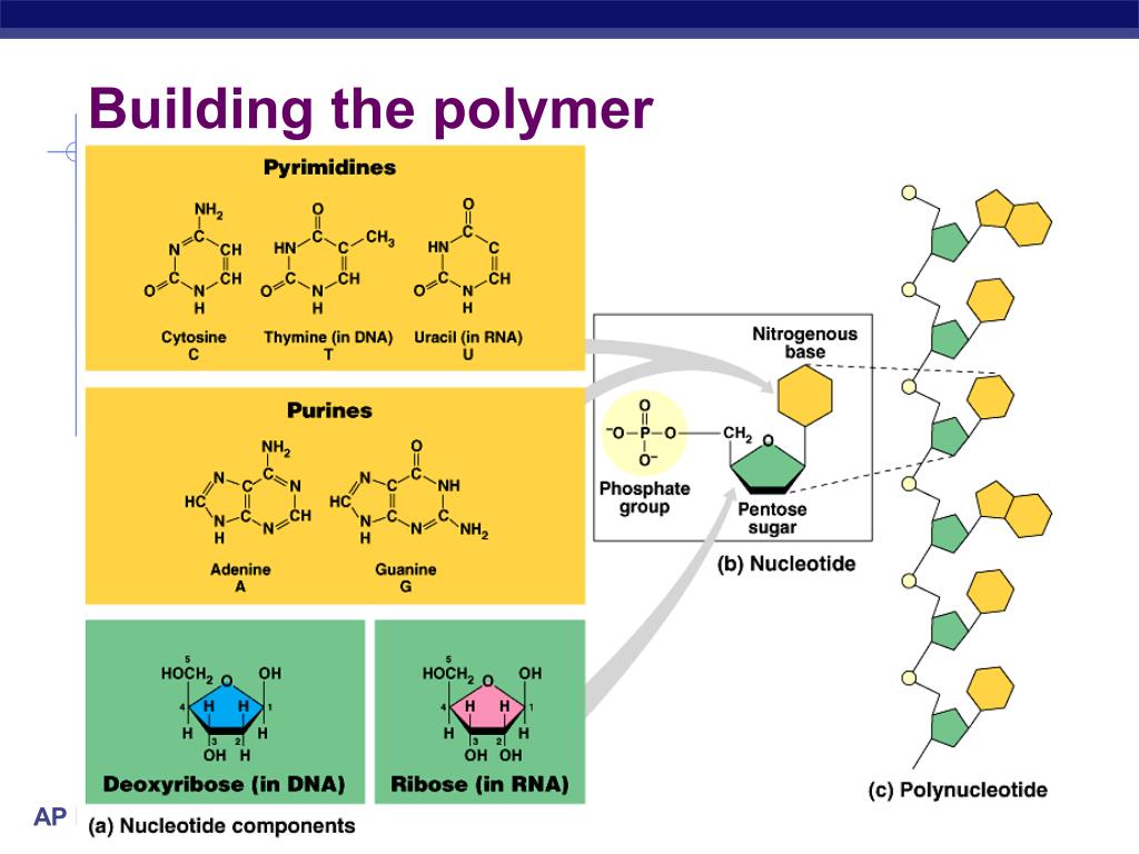 PPT Organic Chemistry Nucleic acids DNA,RNA PowerPoint Presentation