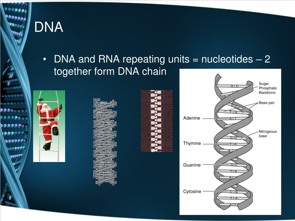 PPT DNA and RNA PowerPoint Presentation, free download ID5328466