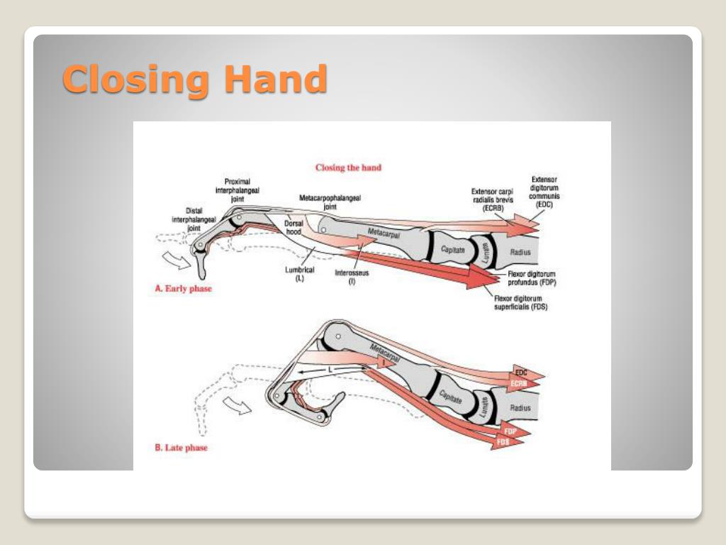 PPT Hand PowerPoint Presentation, free download ID5329847