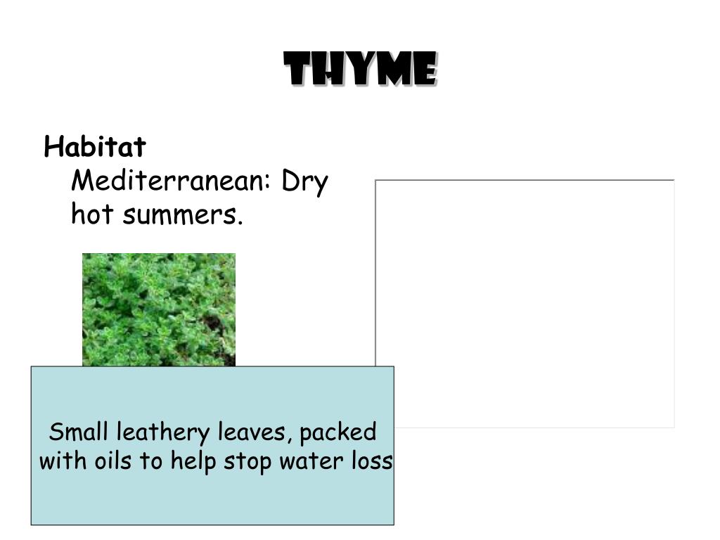 PPT How do plants adapt to their environment? PowerPoint Presentation