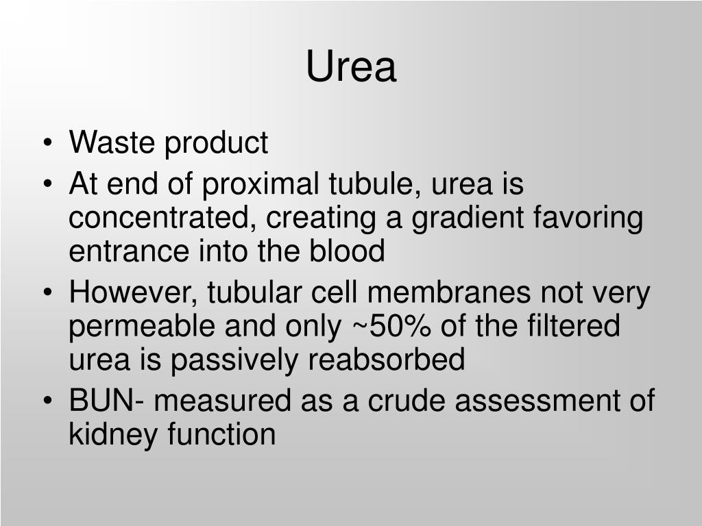 PPT Physiology 441 PowerPoint Presentation, free download ID5335856