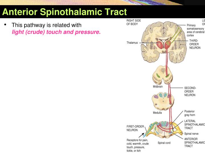 PPT Ascending Tracts of the Spinal Cord PowerPoint Presentation ID