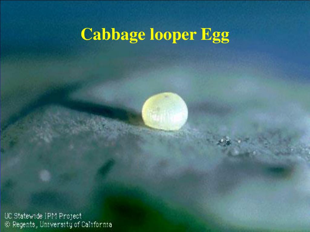 PPT Integrated Pest Management PowerPoint Presentation, free download