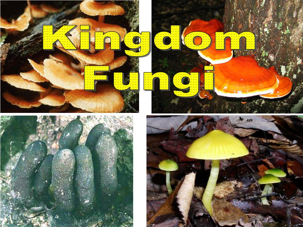 PPT Kingdom Fungi PowerPoint Presentation, free download ID5339961
