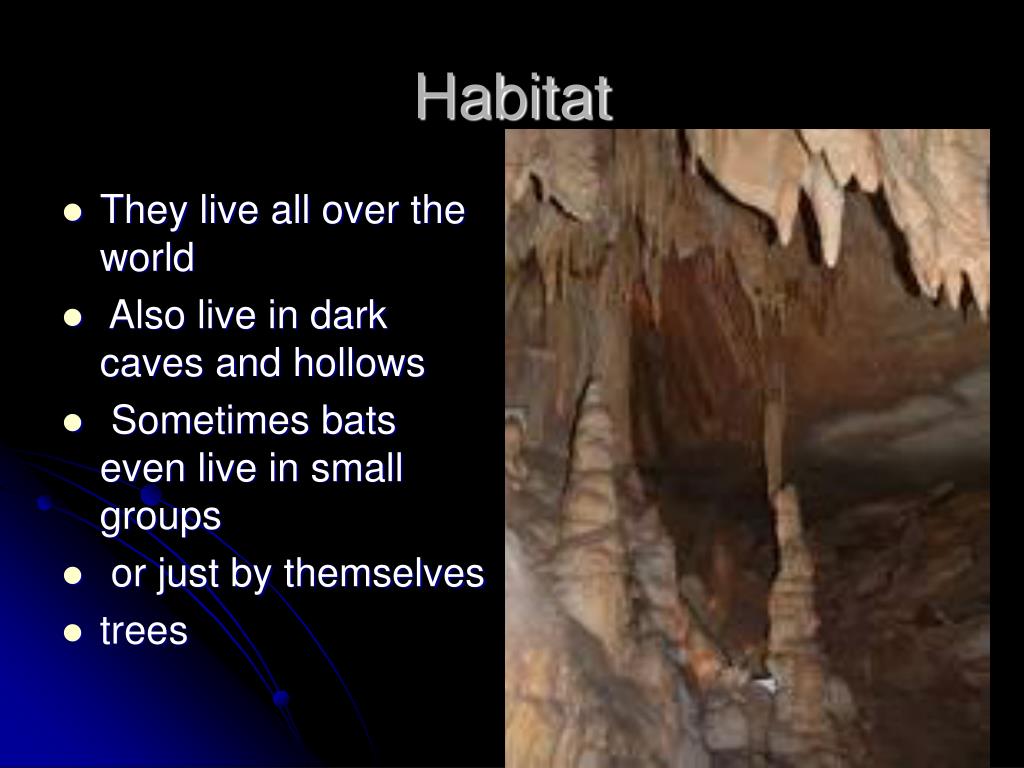 PPT Bats PowerPoint Presentation ID5342178