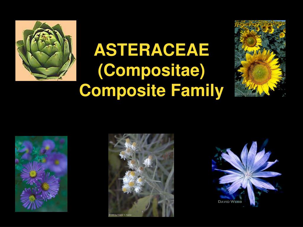 PPT ASTERACEAE Composite Family PowerPoint Presentation