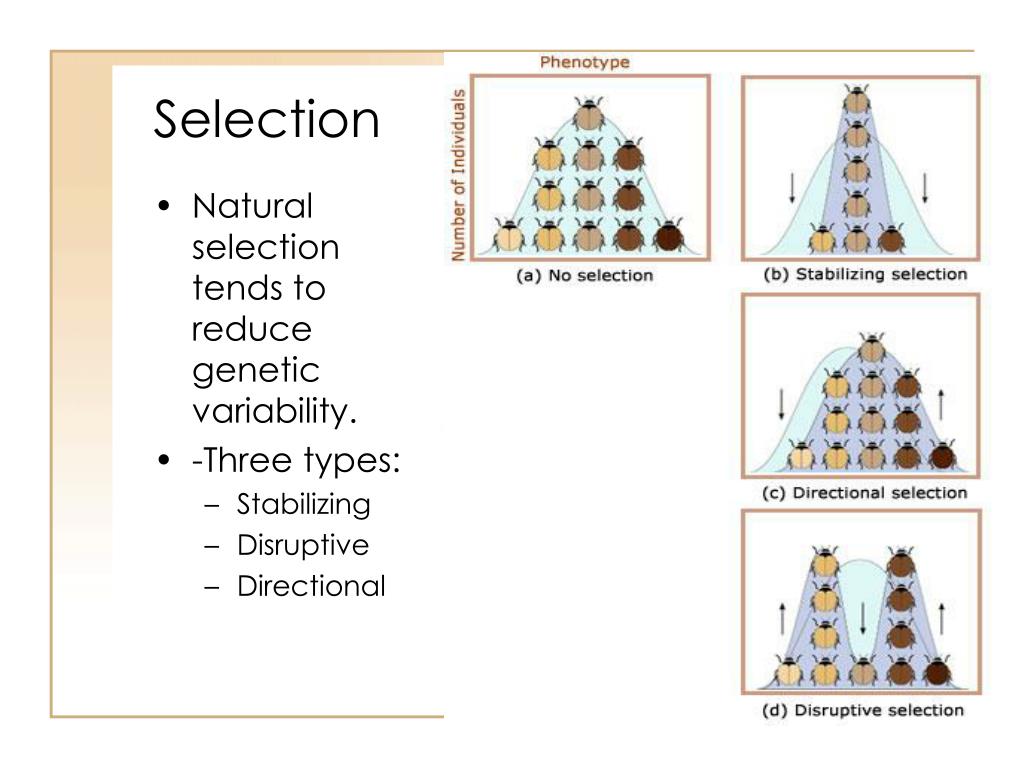 PPT HardyWeinberg Equilibrium PowerPoint Presentation, free download