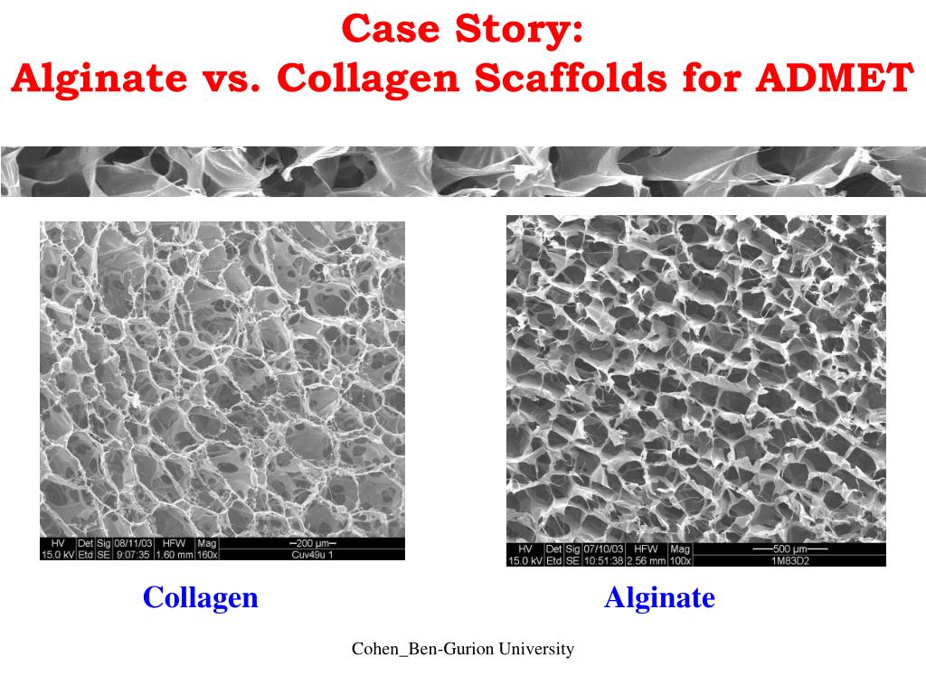 PPT Alginate Sponges For 3D Cell Culture PowerPoint Presentation