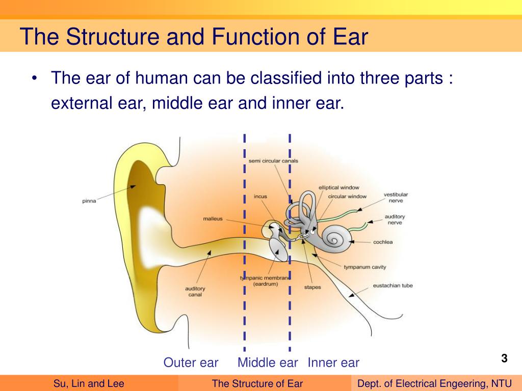 PPT Hearing and Hearing Aids PowerPoint Presentation, free download