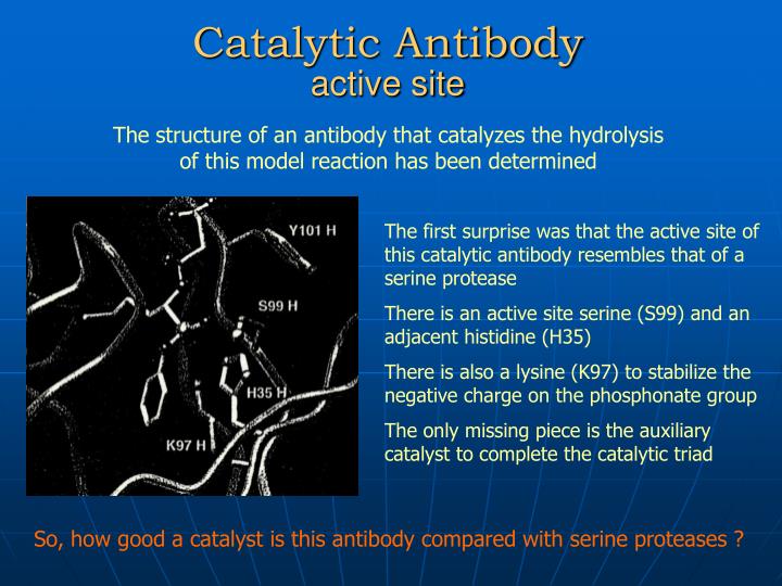PPT Enzyme Catalysis PowerPoint Presentation ID5349643