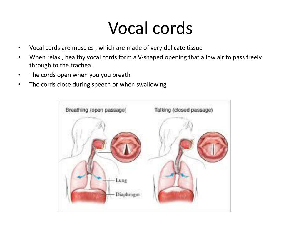 PPT Your Voice PowerPoint Presentation, free download ID5350812